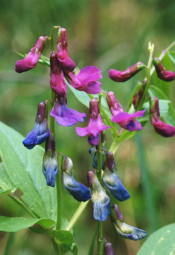 Lathyrus vernus
