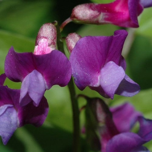 Lathyrus vernus