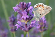 Lavandula angustifolia 'Munstead Strain' - 150 seeds