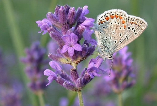 Lavandula angustifolia 'Munstead Strain'