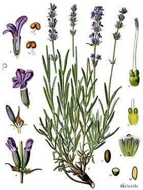 Lavandula angustifolia 'Munstead Strain'