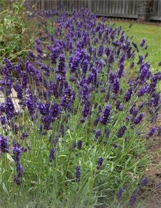 Lavandula angustifolia 'Munstead Strain'