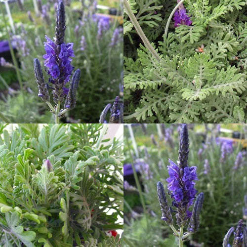 Lavandula multifida 'Spanish Eyes'