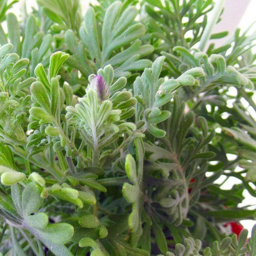 Lavandula multifida 'Spanish Eyes'
