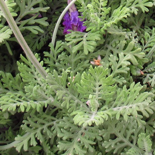 Lavandula multifida 'Spanish Eyes'