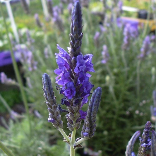 Lavandula multifida 'Spanish Eyes'