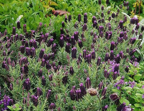 Lavandula stoechas