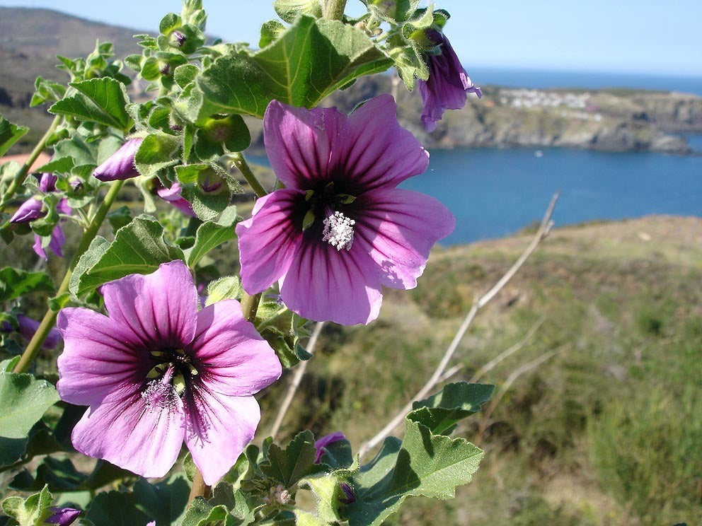 Lavatera arborea