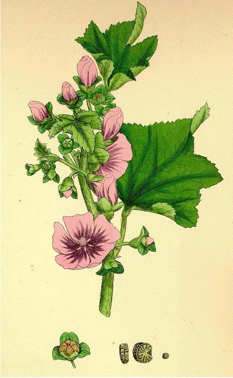 Lavatera arborea