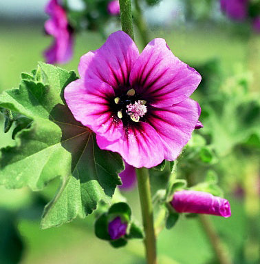 Lavatera arborea