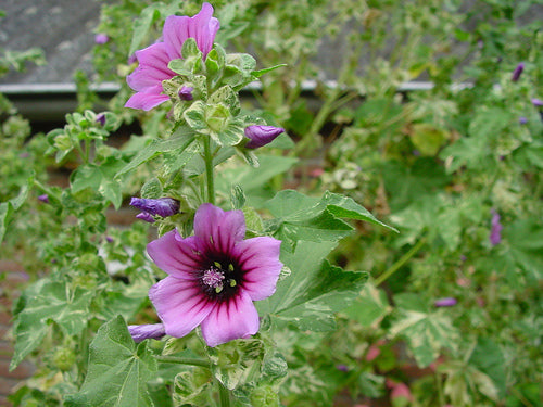 Lavatera arborea 'Variegata'