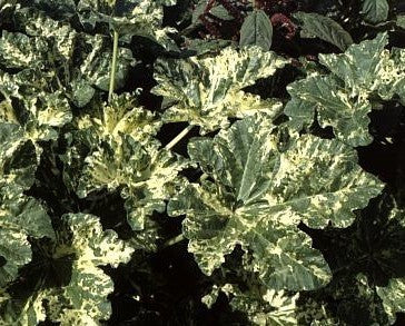 Lavatera arborea 'Variegata'