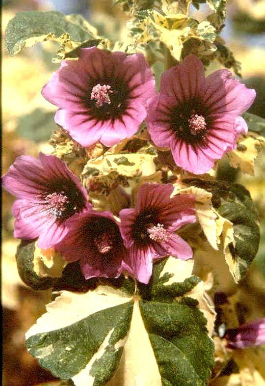 Lavatera arborea 'Variegata'