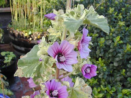 Lavatera arborea 'Variegata'