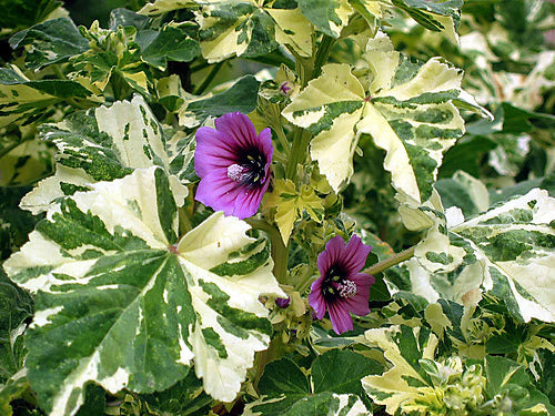 Lavatera arborea 'Variegata'