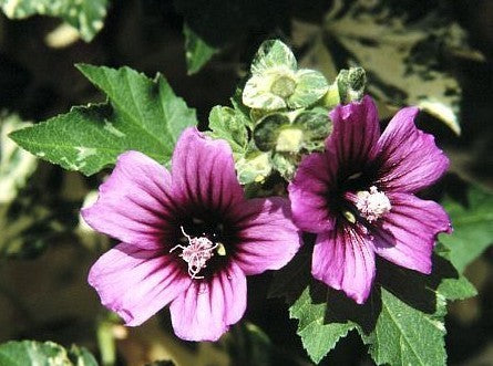 Lavatera arborea 'Variegata'