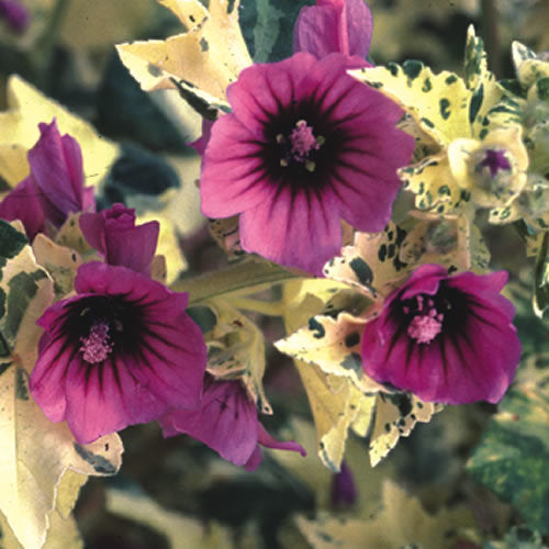 Lavatera arborea 'Variegata'