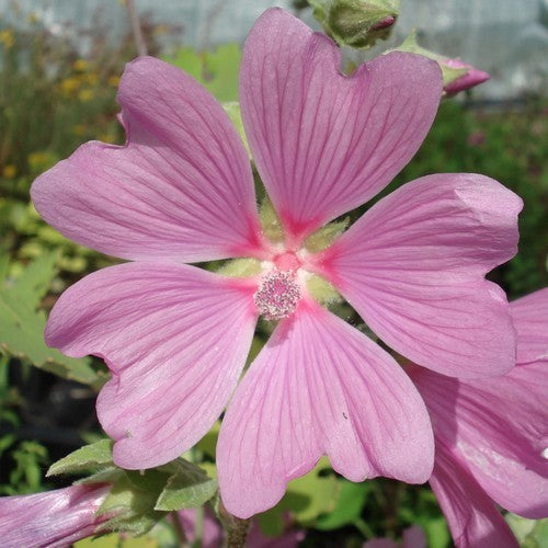 Lavatera cachemiriana