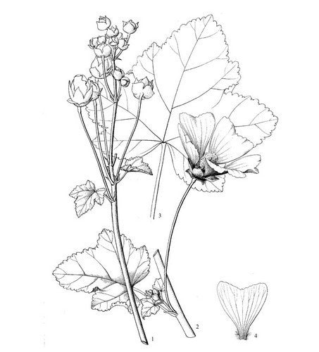 Lavatera cachemiriana