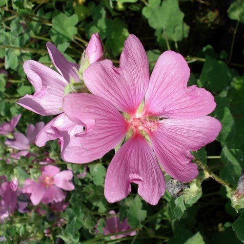 Lavatera cachemiriana