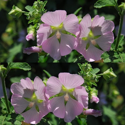 Lavatera thuringiaca