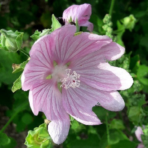 Lavatera thuringiaca