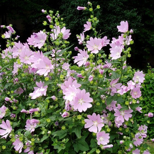 Lavatera thuringiaca