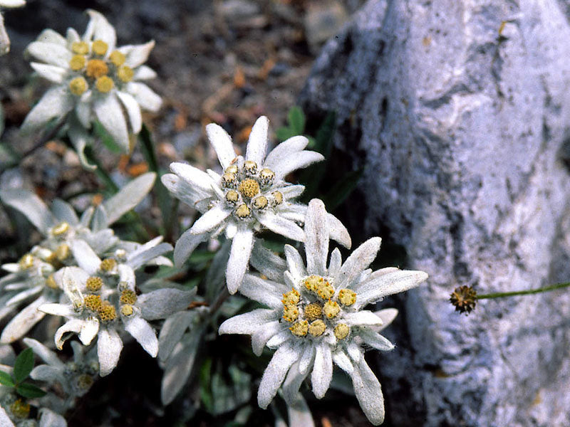 Leontopodium alpinum