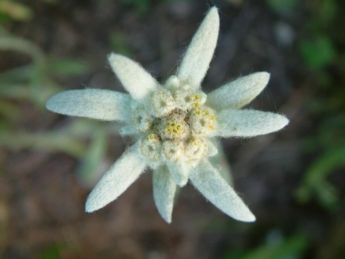 Leontopodium alpinum