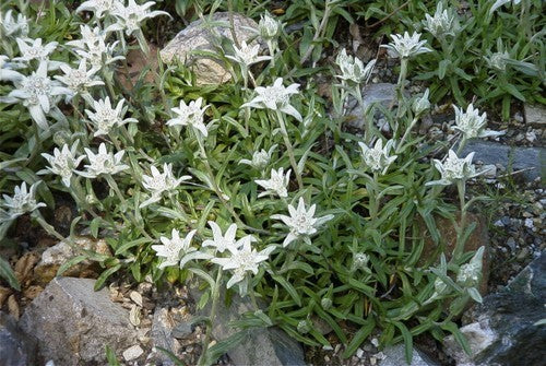Leontopodium alpinum