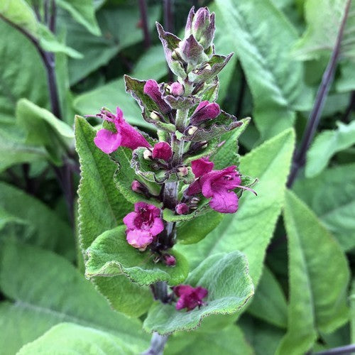 Lepechinia hastata