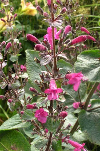 Lepechinia hastata