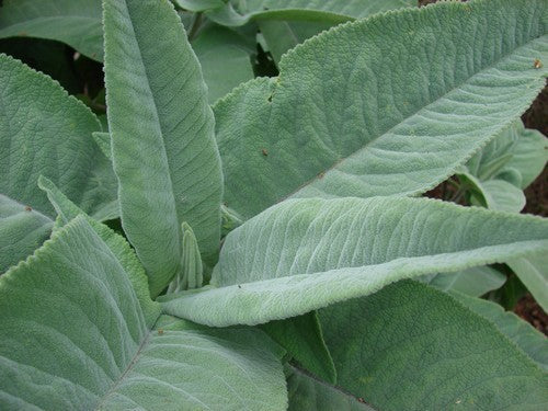 Lepechinia hastata