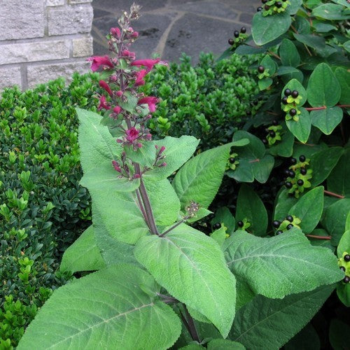 Lepechinia hastata