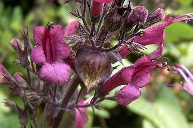 Lepechinia hastata