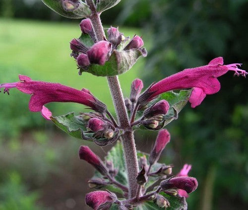 Lepechinia hastata