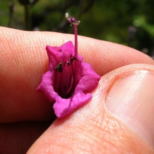 Lepechinia hastata