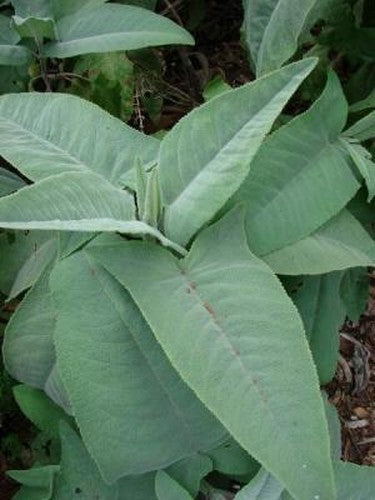 Lepechinia hastata