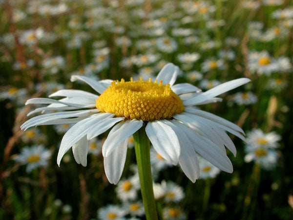 Leucanthemum -Maximum-Hybriden 'Bellabianca' / 'Mayfield Gia'