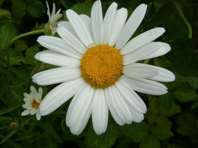 Leucanthemum -Maximum-Hybriden 'Bellabianca' / 'Mayfield Gia'