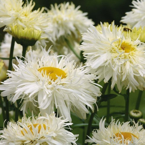Leucanthemum x superbum 'Crazy Daisy'