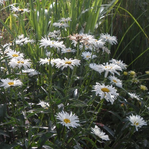 Leucanthemum x superbum 'Crazy Daisy'
