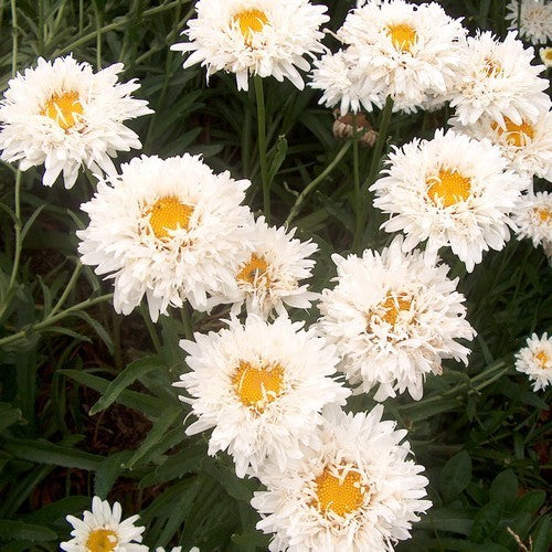 Leucanthemum x superbum 'Crazy Daisy'
