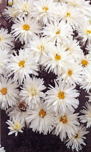 Leucanthemum x superbum 'Crazy Daisy'