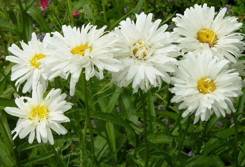 Leucanthemum x superbum 'Crazy Daisy'