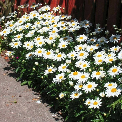 Leucanthemum -Maximum-Hybriden 'White Breeze'