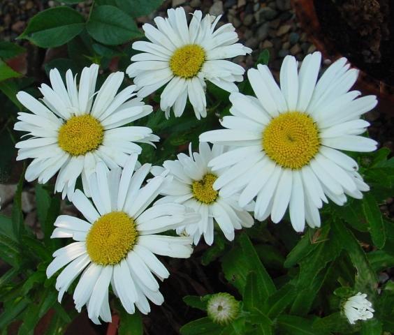 Leucanthemum ×superbum 'Silver Princess'