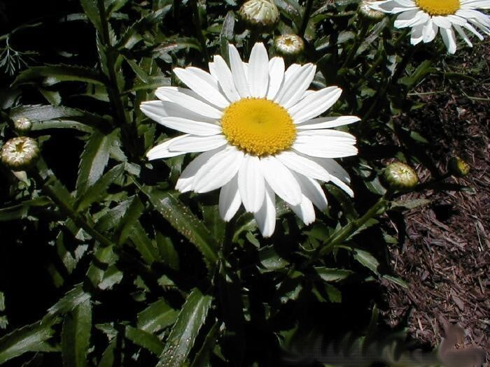 Leucanthemum ×superbum 'Silver Princess'