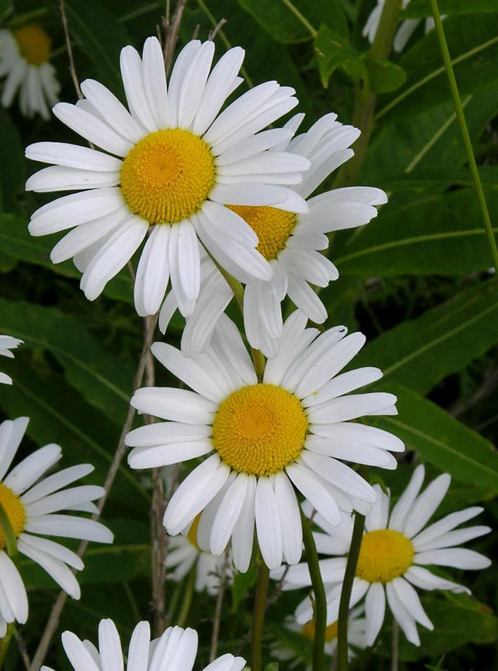 Leucanthemum vulgare