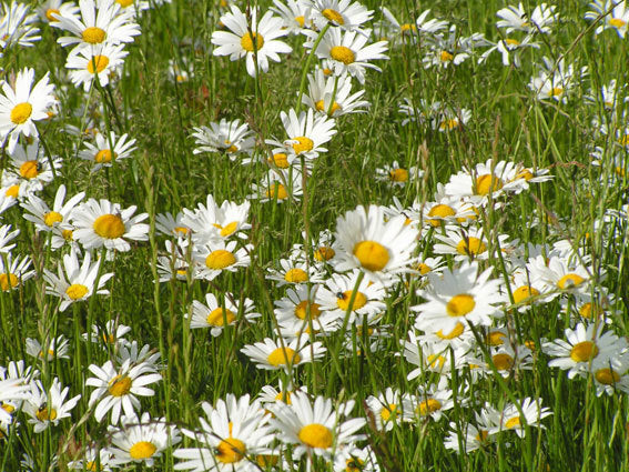Leucanthemum vulgare